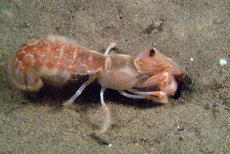 Upogebia tipica